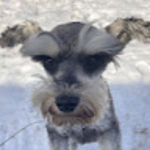 Meet your Posher, Teagan